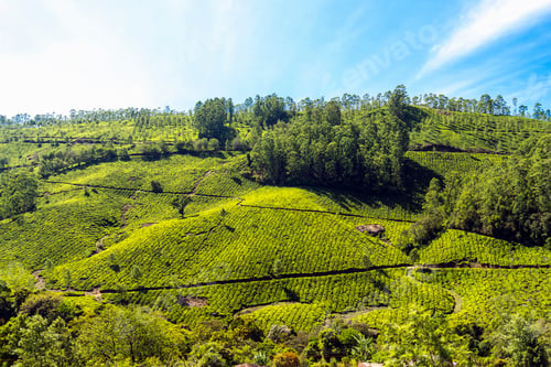 Preview: lush green tea plantation under blue cloudy sky