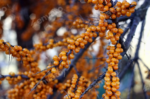 Preview: Branch of sea buckthorn with bright ripe berries