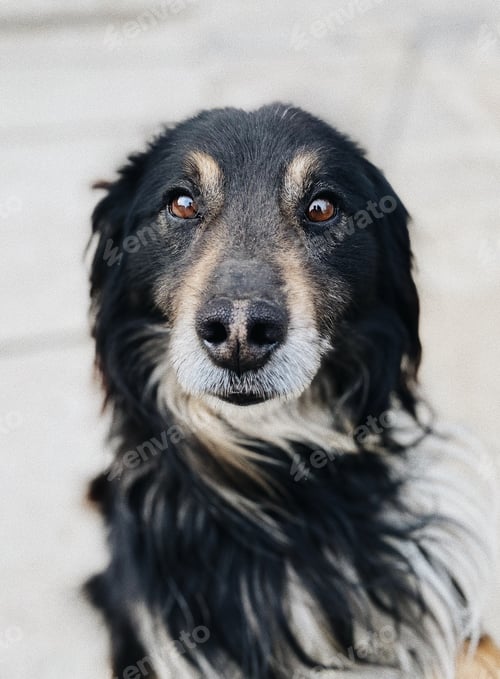 Preview: Image of cute domestic dog. Village lifestyle