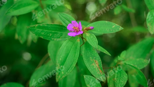 Preview: Melastoma malabathricum -Melastomataceae plant and blooming purple flower and a flower bud