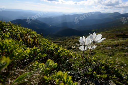 Preview: Beauty white flowers in high mountains