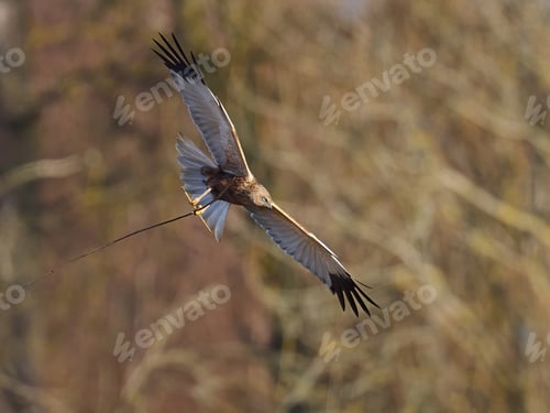 Preview: Western marsh harrier (Circus aeruginosus)