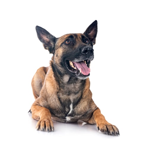 Preview: malinois in studio