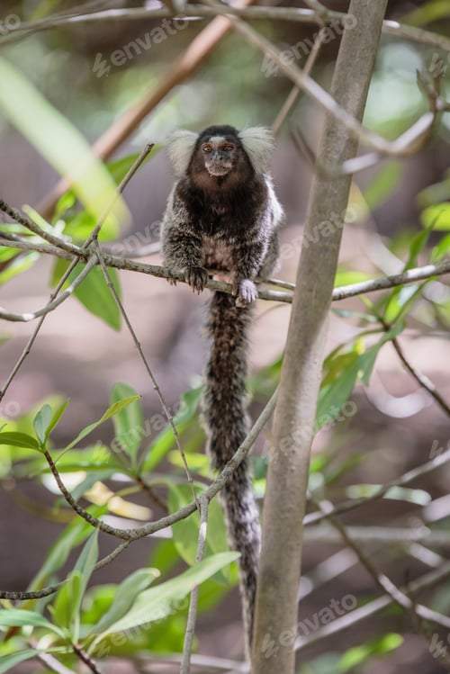 Preview: Miko monkey
