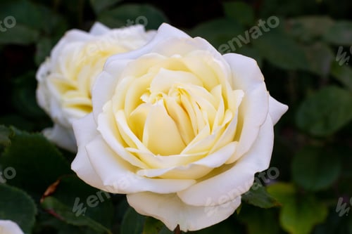 Preview: White rose on a dark green background in summer garden