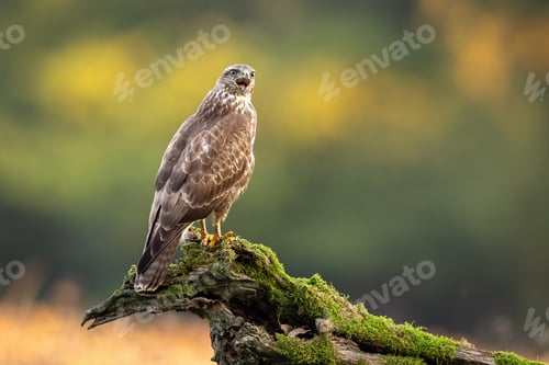 Preview: Common buzzard sitting on branch in summer
