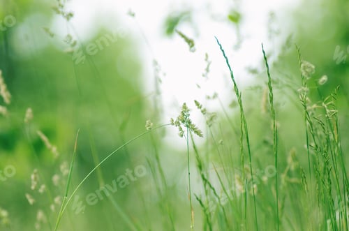 Preview: macro. grass. green.