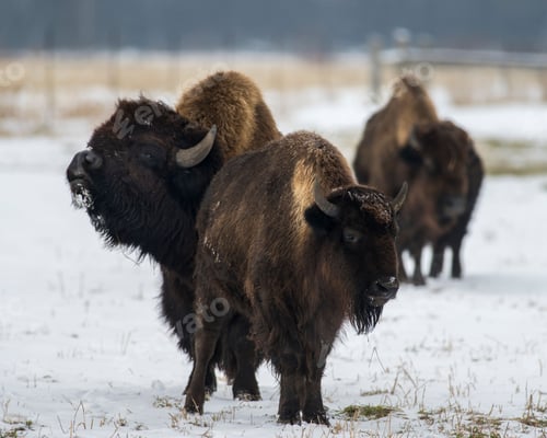 Preview: Bison herd in a snowy field