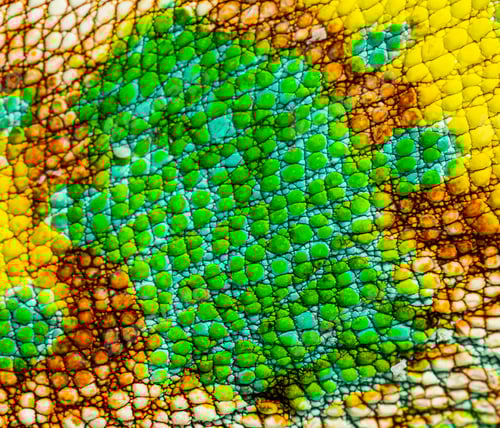 Preview: Macro, detail of a veiled chameleon skin and scales, Chamaeleo c