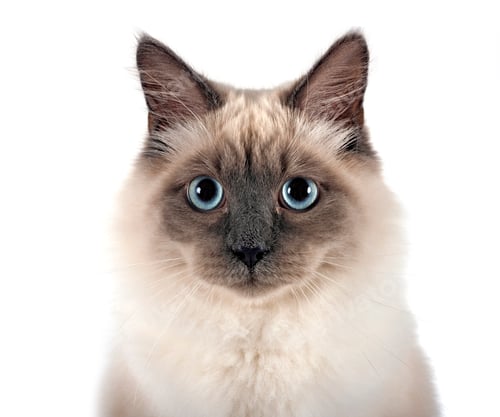 Preview: siberian cat in studio