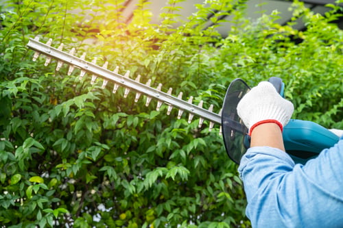 Preview: Woman taking care and growing plants, Hobby planting home garden, ornamental pruning.