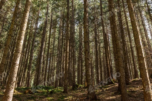 Preview: Evergreen forest with sunlight on ground at daytime