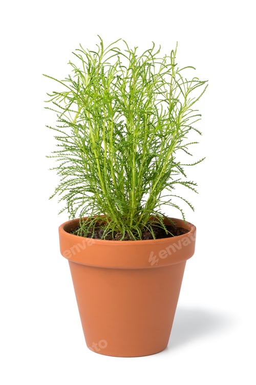 Preview: Brown terra cotta pot with fresh Santolina rosmarinifolia