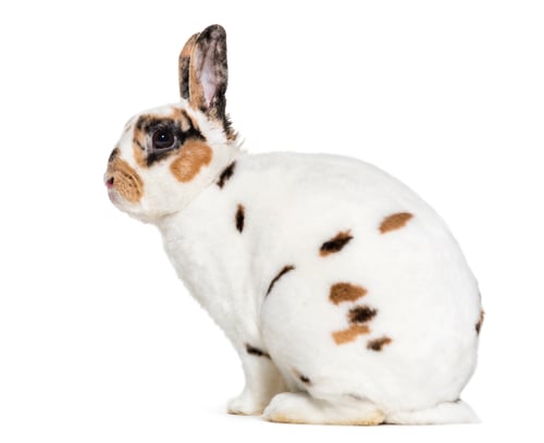 Preview: Rex Dalmatian Rabbit, sitting against white background