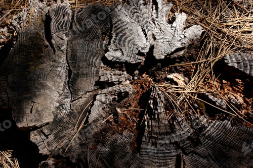 Preview: Sawn pine stump in the forest