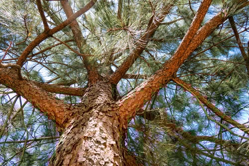 Preview: Tree trunk background with copyspace