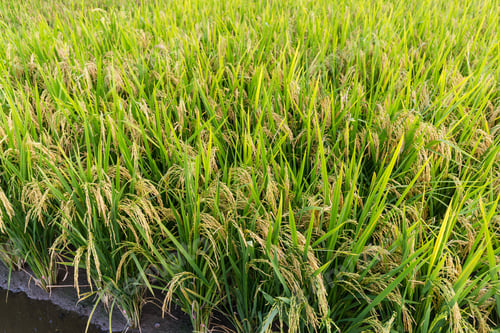 Preview: Paddy rice meadow