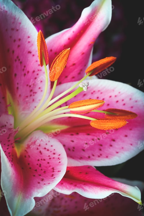 Preview: Closeup of a pink and white spotted tiger lily showing detailed flower petals and stamen.