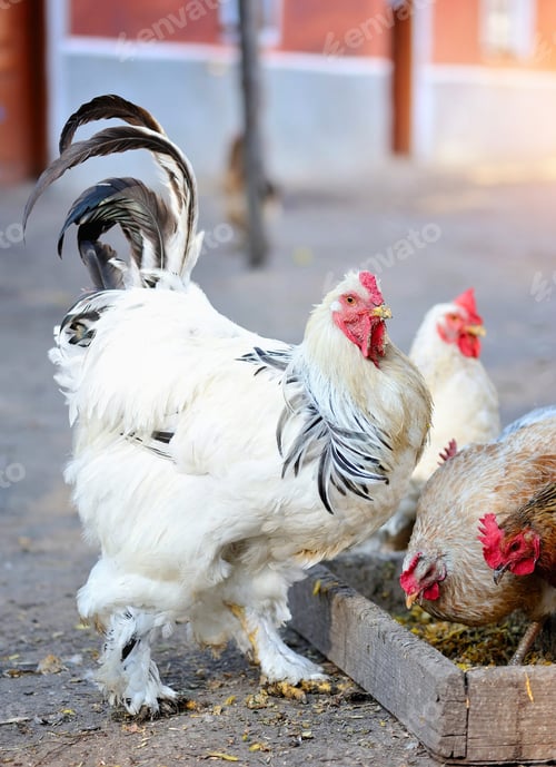 Preview: Rooster and Chickens on the farm yard