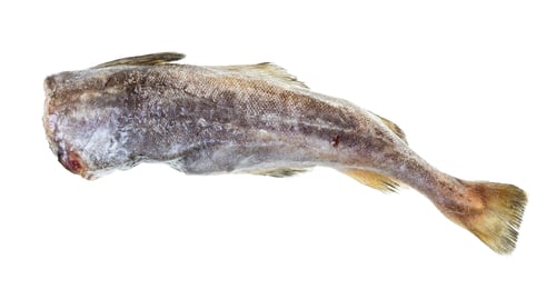 Preview: raw frozen headless cod isolated on white