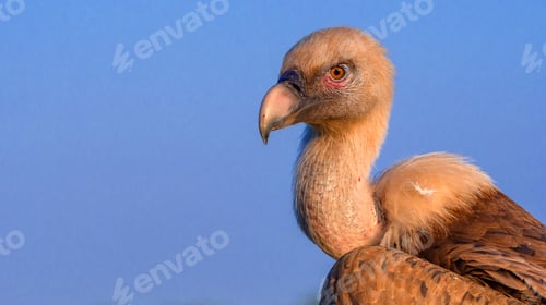 Preview: Eurasian Griffon Vulture