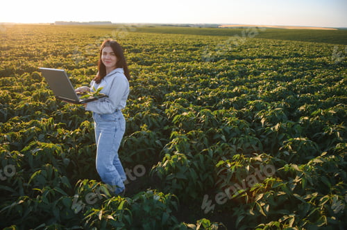 Visualização: Linda jovem agrônoma segurando tabletes e sementes de soja no campo durante a época de colheita