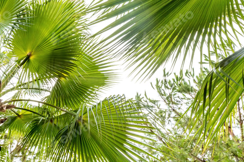 Preview: Palm leaf close up