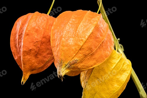 Preview: Physalis on a black background