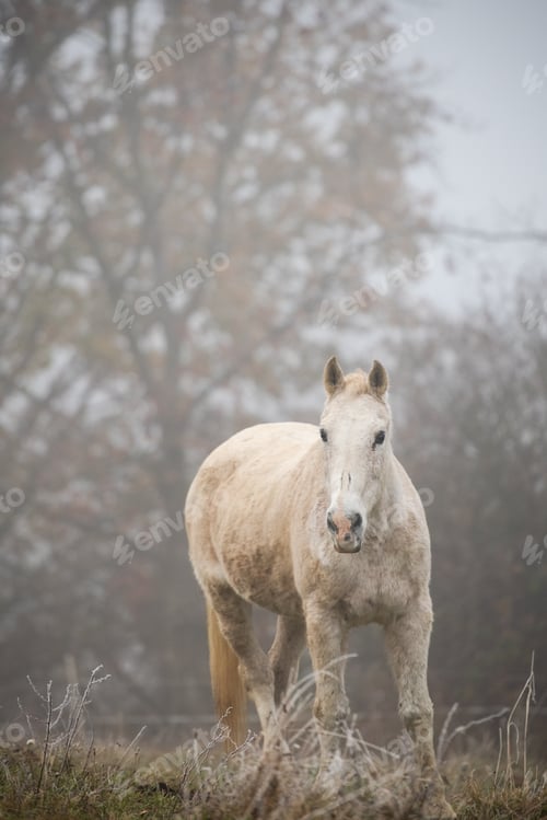 Preview: Serene Foggy Landscape with Horse Grazing in the Fields