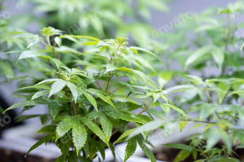 Preview: Green house and harvesting of cannabis weed hemp plants cultivation of marijuana farm laboratory