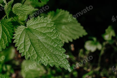 Preview: medicinal herbs