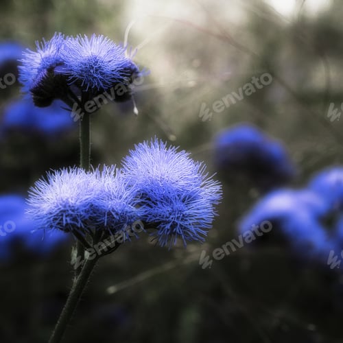Preview: Selective focus of a purple ageratum whiteweed flower against the blurry background