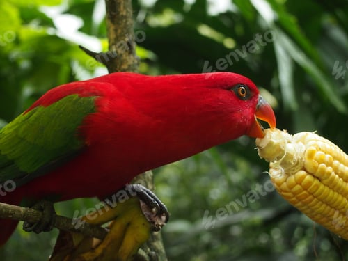 Preview: Closeup shot of a red parrot eating corn