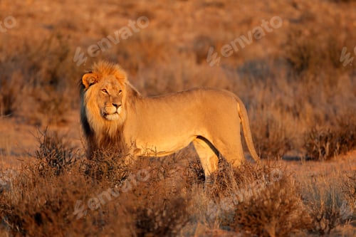 Preview: Male African lion - Kalahari desert