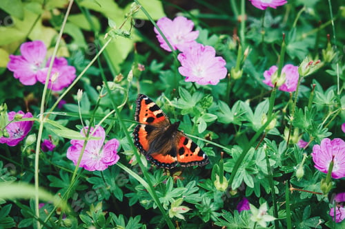 Preview: Tortoiseshell butterfly on flowering garden plant in summer (Aglais urticae, Nymphalis urticae)