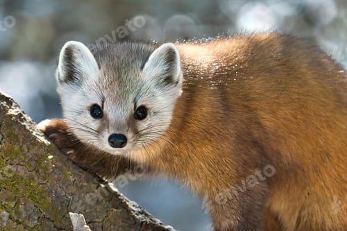 Preview: Cute Newfoundland pine marten on a tree against a blurred background