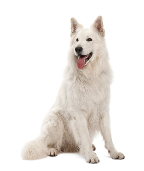 Preview: Berger Blanc Suisse, 5 years old, sitting against white background