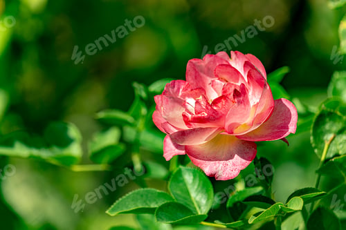 Preview: Wild rose blooming flower with green leaf in garden. Photo for wallpaper and greeting card