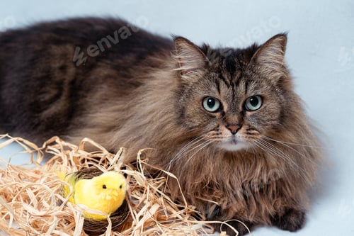 Preview: Cat Posing with a Toy Bird in Nest