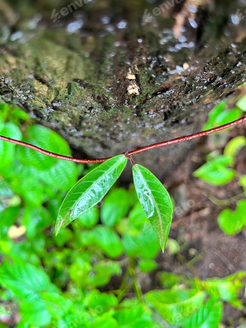 Preview: Beautiful closeup shot of plant with green leaves on red stem curling around tree growing in forest