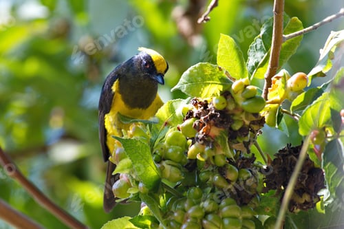 Preview: Birds isolated on clear background
