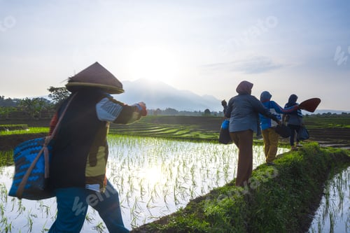 Preview: Beautiful morning view indonesia, Panorama Landscape paddy fields with beauty color and sky natural