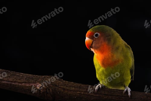 Preview: lovebirds, lover bird, lovely
