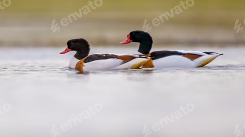 Preview: Couple of Common shelduck swimming in Wetland