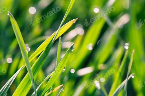 Preview: Water drops on the green grass