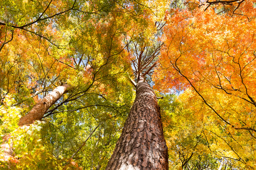 Preview: Maple Tree in Autumn