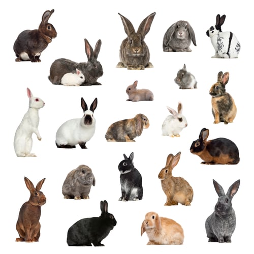 Preview: Large collection of rabbit, pet and exotic, in different position