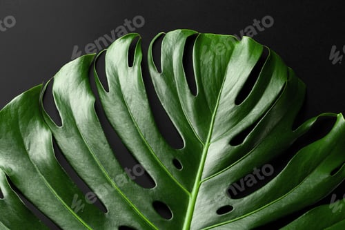 Preview: Monstera tropical plant leaf on black background