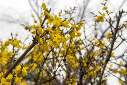 Preview: Yellow Flower On A Tree