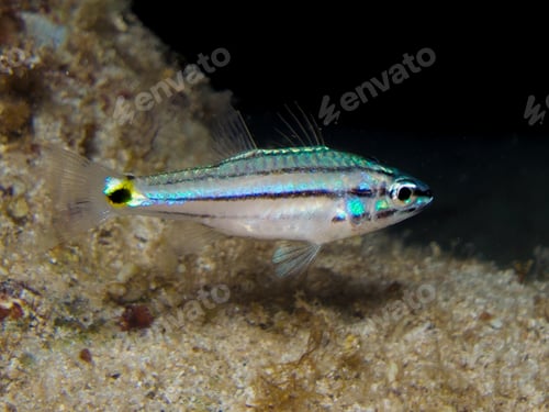 Preview: Indian Ocean Two-spot cardinal fish